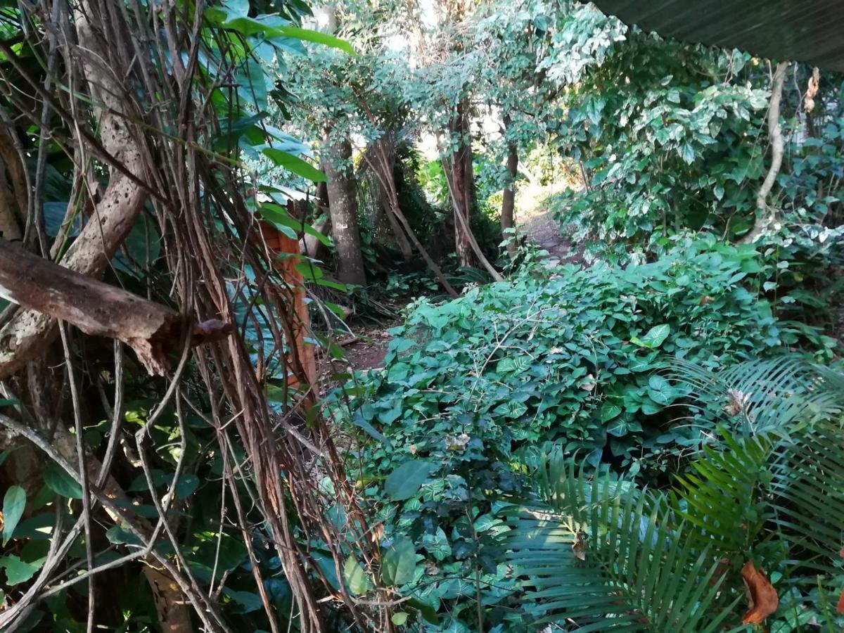 Beach Wood Cottages Shelly Beach Extérieur photo